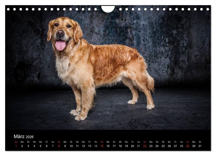 Produktbild: Urban Dogs - Hundekalender der anderen Art (Wandkalender 2026 DIN A4 quer), CALVENDO Monatskalender