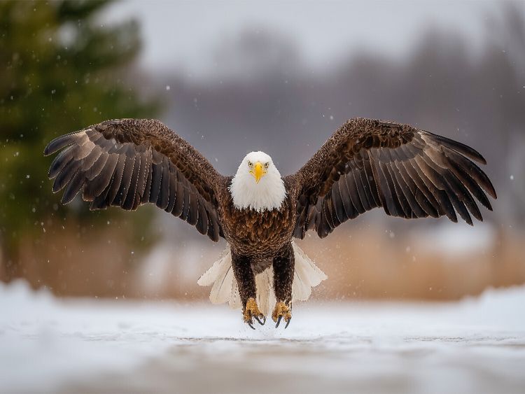 Produktbild: CALVENDO Puzzle Wei&szlig;kopfseeadler im Flug &uuml;ber verschneiter Landschaft | 1000 Teile Lege-Gr&ouml;&szlig;e 64x48cm Foto-Puzzle f&uuml;r gl&uuml;ckliche Stunden