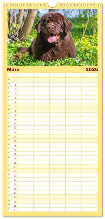 Produktbild: Familienplaner 2026 - Neufundl&auml;nder - Ein b&auml;renstarker Freund mit 5 Spalten (Wandkalender, 21 x 45 cm) CALVENDO