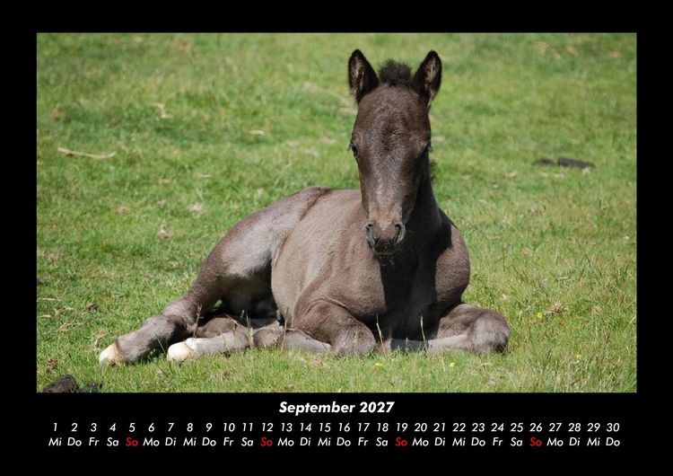Produktbild: Die Welt der Pferde 2027 Fotokalender DIN A3