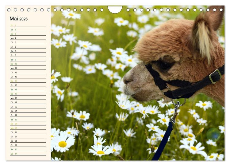 Produktbild: Alpakas im Blumenzauber (Wandkalender 2026 DIN A4 quer), CALVENDO Monatskalender