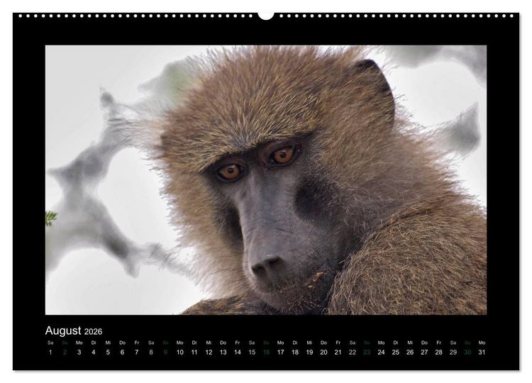 Produktbild: Wilde Tiere Afrikas (Wandkalender 2026 DIN A2 quer), CALVENDO Monatskalender