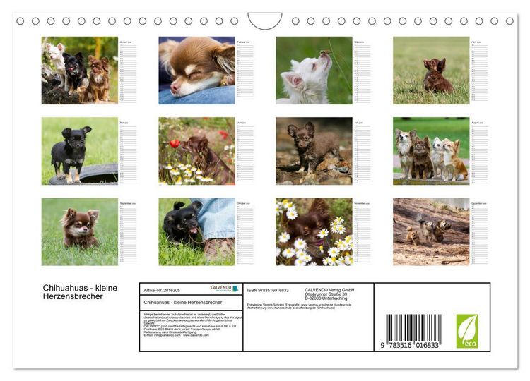 Produktbild: Chihuahuas - kleine Herzensbrecher (Wandkalender 2026 DIN A4 quer), CALVENDO Monatskalender