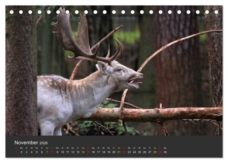 Produktbild: Tierpark-Gera (Tischkalender 2026 DIN A5 quer), CALVENDO Monatskalender