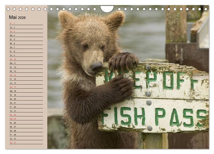 Produktbild: B&auml;ren. Unterwegs mit Meister Petz (Wandkalender 2026 DIN A4 quer), CALVENDO Monatskalender