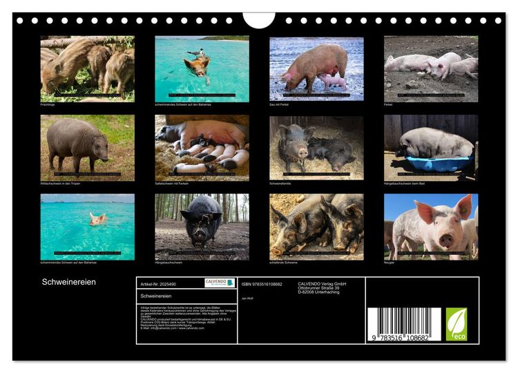 Produktbild: Schweinereien (Wandkalender 2026 DIN A4 quer), CALVENDO Monatskalender