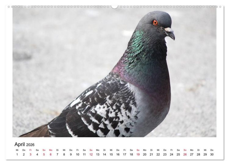 Produktbild: Geliebte Tauben (Wandkalender 2026 DIN A2 quer), CALVENDO Monatskalender
