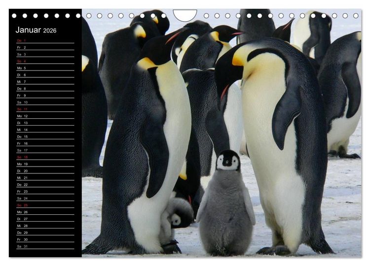 Produktbild: Pinguine - Kaiser- und K&ouml;nigspinguine (Wandkalender 2026 DIN A4 quer), CALVENDO Monatskalender