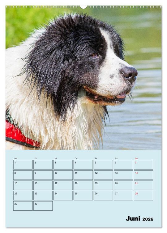 Produktbild: Familienplaner Landseer - Freund und Retter (hochwertiger Premium Wandkalender 2026 DIN A2 hoch), Kunstdruck in Hochglanz