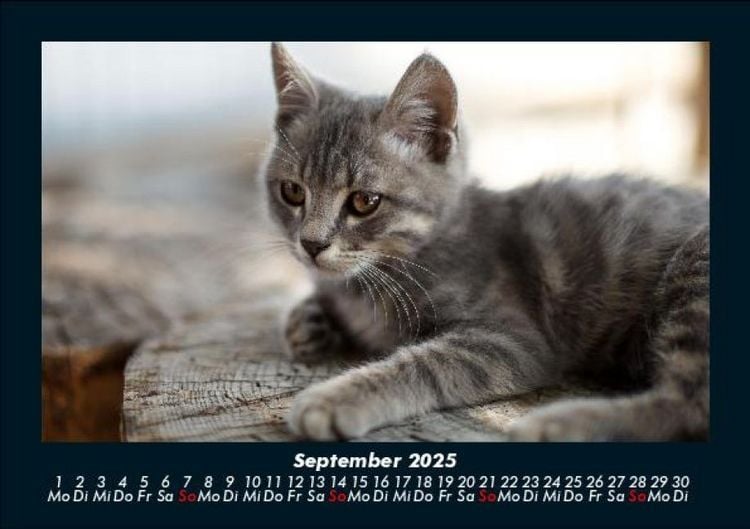 Produktbild: F&uuml;r Katzenfreunde 2025 Fotokalender DIN A5