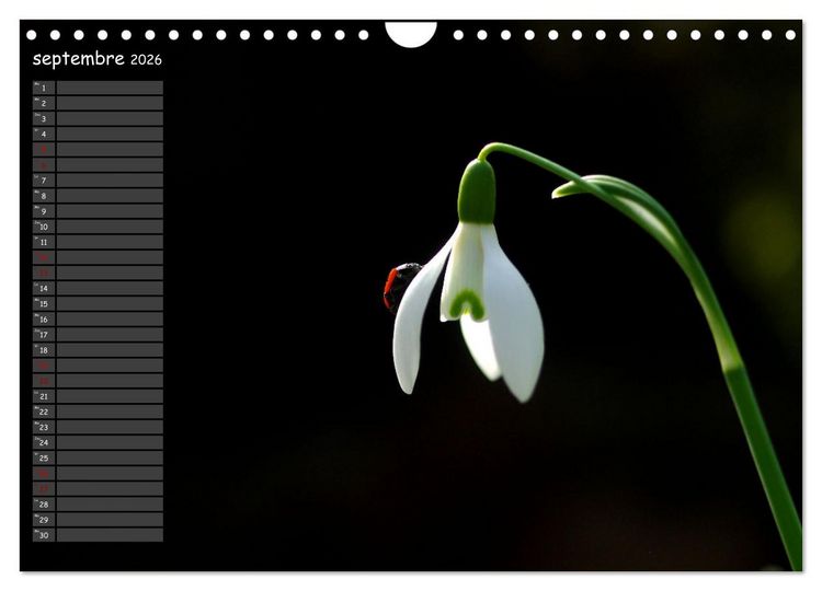 Produktbild: Coccinelles rouges &agrave; points noirs (Calendrier mural 2026 DIN A4 vertical), CALVENDO calendrier mensuel
