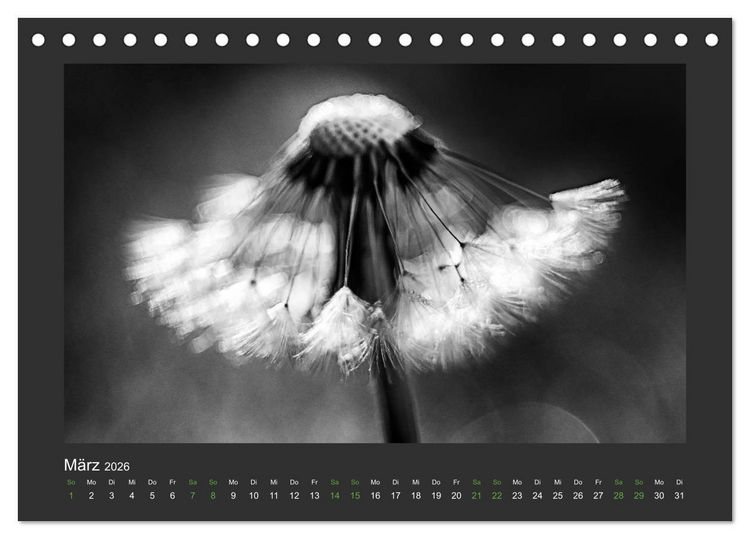 Produktbild: Pflanzen in Schwarz und Wei&szlig; (Tischkalender 2026 DIN A5 quer), CALVENDO Monatskalender