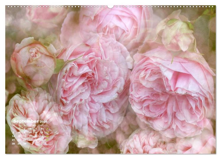 Produktbild: Rosen Romantik (Wandkalender 2026 DIN A2 quer), CALVENDO Monatskalender