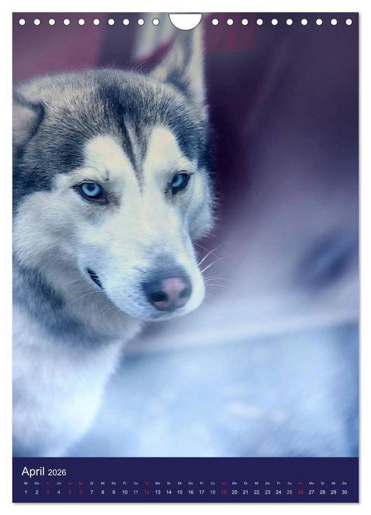 Produktbild: Huskies - Artwork (Wandkalender 2026 DIN A4 hoch), CALVENDO Monatskalender