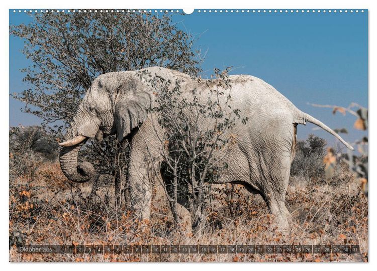 Produktbild: ETOSHA &ndash; Namibia Highlights (hochwertiger Premium Wandkalender 2026 DIN A2 quer), Kunstdruck in Hochglanz