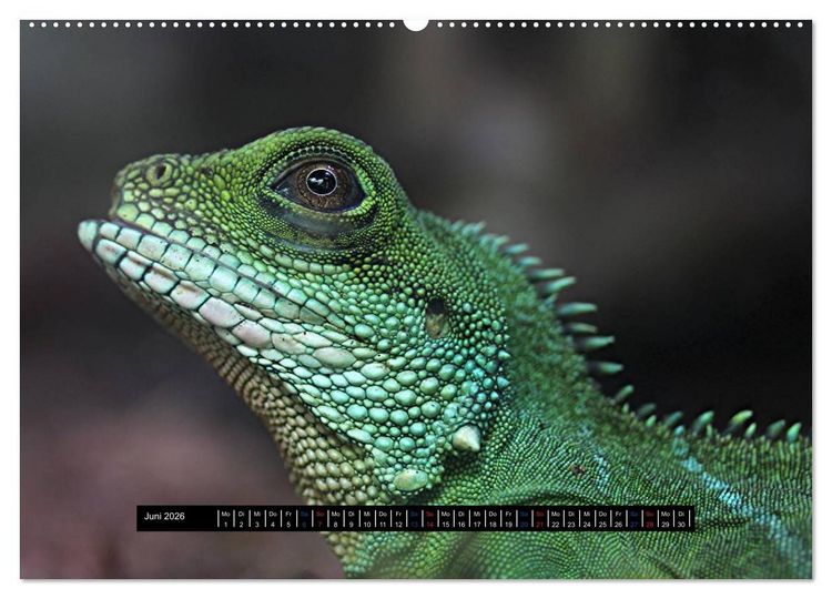 Produktbild: Exoten-Kalender (Wandkalender 2026 DIN A2 quer), CALVENDO Monatskalender
