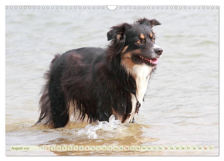 Produktbild: Australian Shepherd - H&uuml;tehunde mit Familienanschluss (Wandkalender 2026 DIN A3 quer), CALVENDO Monatskalender