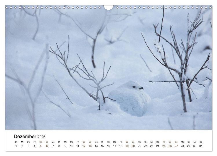 Produktbild: Finnland: eine tierische Entdeckungsreise (Wandkalender 2026 DIN A3 quer), CALVENDO Monatskalender