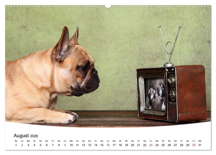Produktbild: Bullys - Franz&ouml;sische Bulldoggen 2026 (Wandkalender 2026 DIN A2 quer), CALVENDO Monatskalender