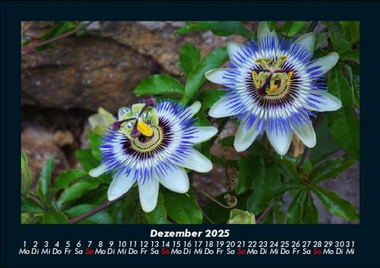 Produktbild: Blumentr&auml;ume 2025 Fotokalender DIN A5