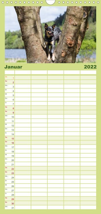 Produktbild: Spaziergang am See Australian Cattle Dogs - Familienplaner hoch (Wandkalender 2022 , 21 cm x 45 cm, hoch)