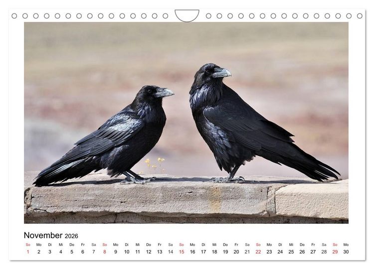 Produktbild: Heimische Gartenv&ouml;gel - Gefiederte Freunde (Wandkalender 2026 DIN A4 quer), CALVENDO Monatskalender
