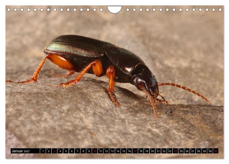 Produktbild: LAUFK&Auml;FER - CARABIDAE (Wandkalender 2027 DIN A4 quer), CALVENDO Monatskalender