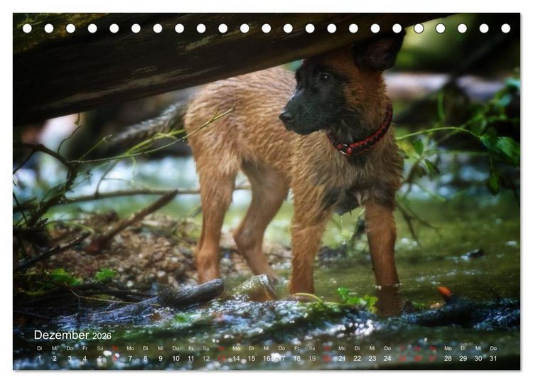 Produktbild: Malinois lieben Wasser (Tischkalender 2026 DIN A5 quer), CALVENDO Monatskalender