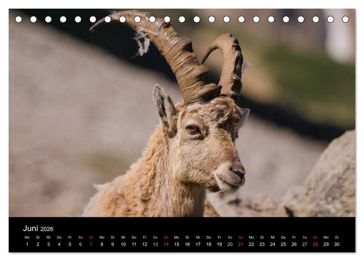 Produktbild: Steinwild in den Schweizer Voralpen (Tischkalender 2026 DIN A5 quer), CALVENDO Monatskalender