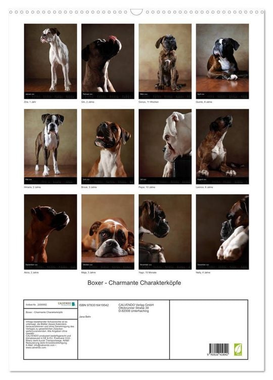 Produktbild: Boxer - Charmante Charakterk&ouml;pfe (Wandkalender 2026 DIN A2 hoch), CALVENDO Monatskalender
