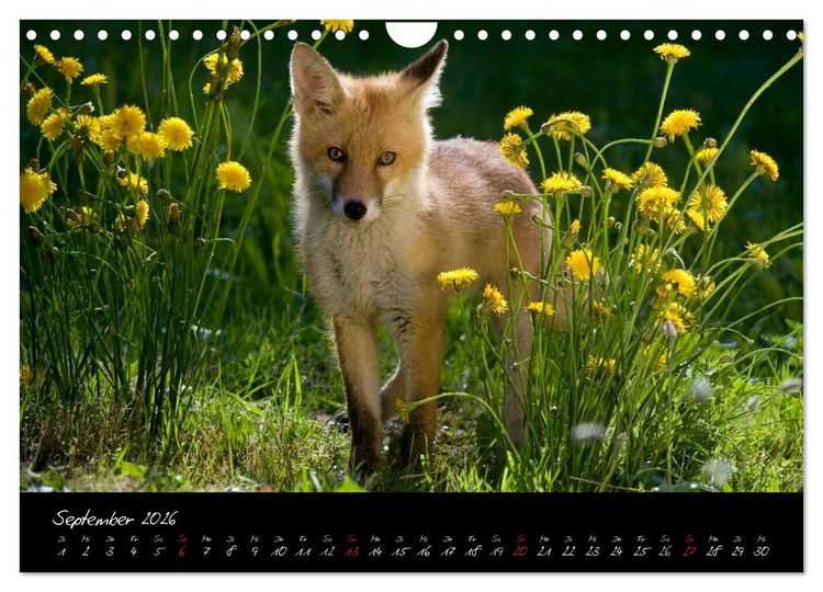 Produktbild: Rotfuchs - Impressionen (Wandkalender 2026 DIN A4 quer), CALVENDO Monatskalender