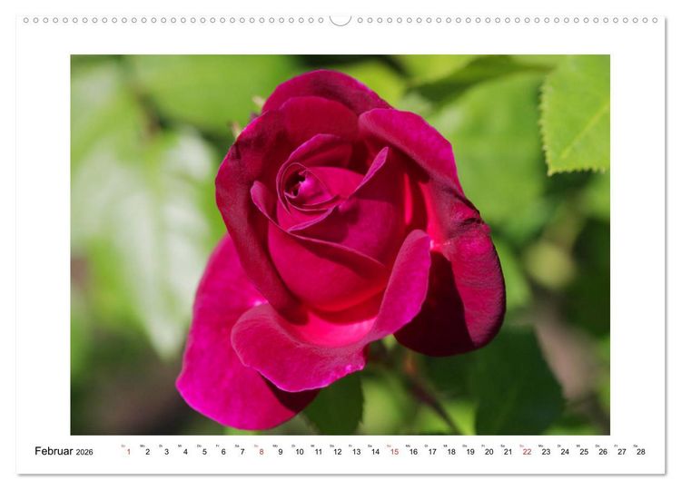 Produktbild: Rosengl&uuml;ck (hochwertiger Premium Wandkalender 2026 DIN A2 quer), Kunstdruck in Hochglanz