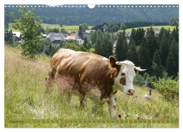 Produktbild: Schwarzwald-K&uuml;he - Die Hinterw&auml;lder (Wandkalender 2026 DIN A3 quer), CALVENDO Monatskalender