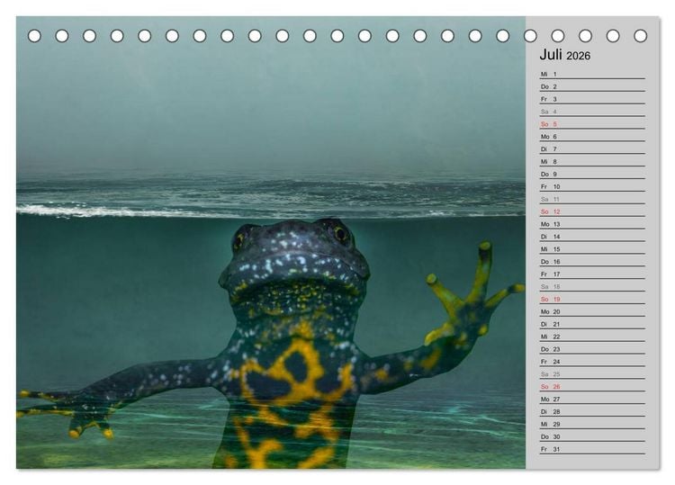 Produktbild: Salamander und Co. (Tischkalender 2026 DIN A5 quer), CALVENDO Monatskalender