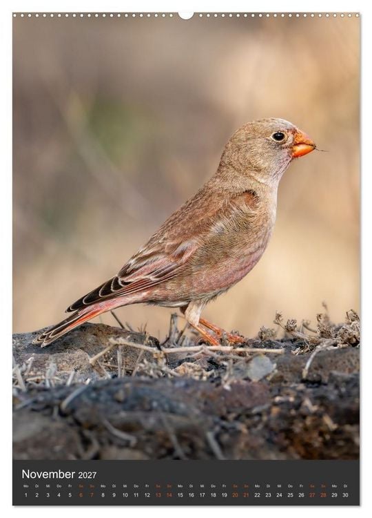 Produktbild: Die sch&ouml;nsten Brutv&ouml;gel Lanzarotes (hochwertiger Premium Wandkalender 2027 DIN A2 hoch), Kunstdruck in Hochglanz
