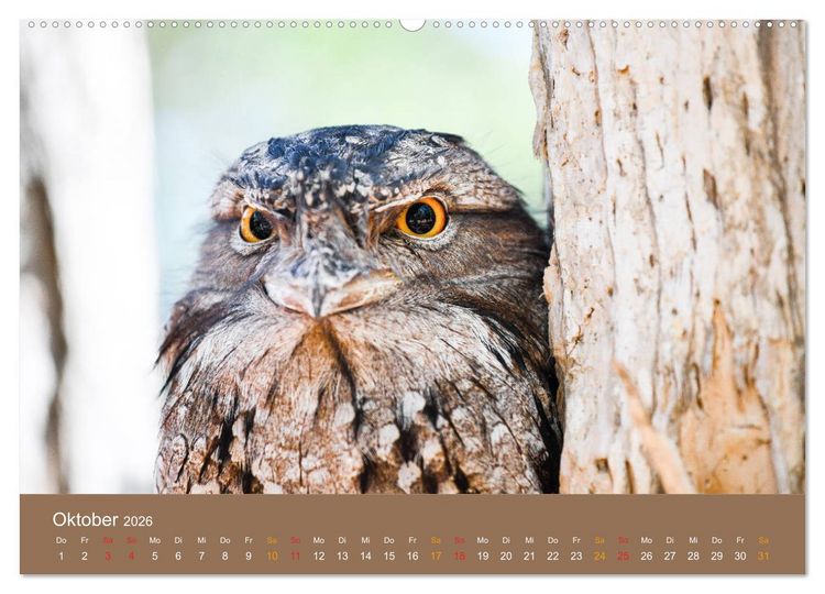 Produktbild: Australien, tierischer Kontinent (Wandkalender 2026 DIN A2 quer), CALVENDO Monatskalender