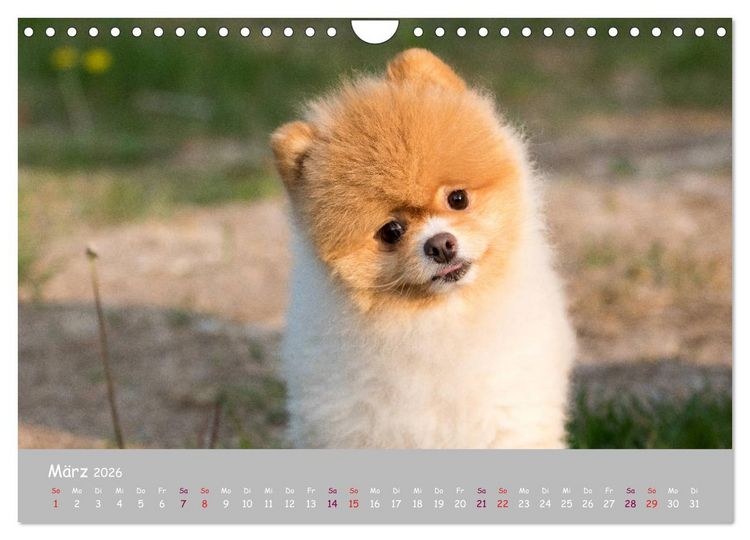Produktbild: Dein Hund der treue Begleiter (Wandkalender 2026 DIN A4 quer), CALVENDO Monatskalender