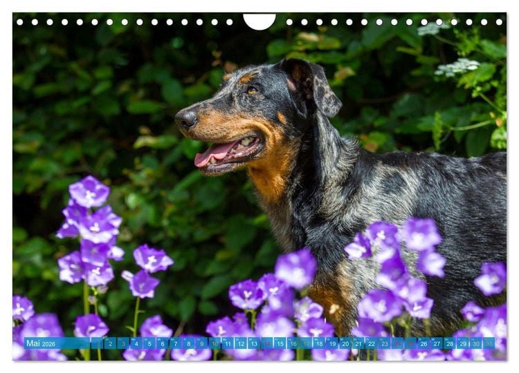 Produktbild: Der Beauceron (Wandkalender 2026 DIN A4 quer), CALVENDO Monatskalender