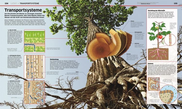 Produktbild: DK Wissen. Natur & Technik