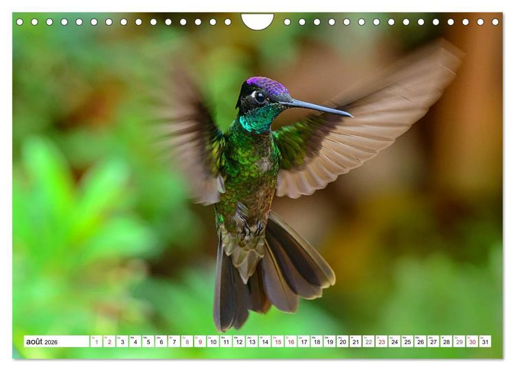 Produktbild: Colibris - pierres pr&eacute;cieuses volantes (Calendrier mural 2026 DIN A4 vertical), CALVENDO calendrier mensuel