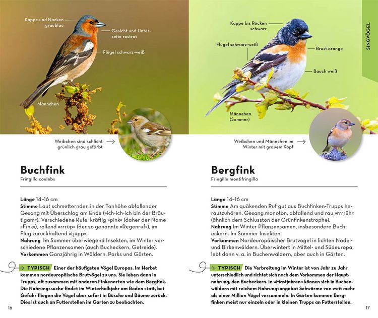 Produktbild: BASIC Gartenv&ouml;gel