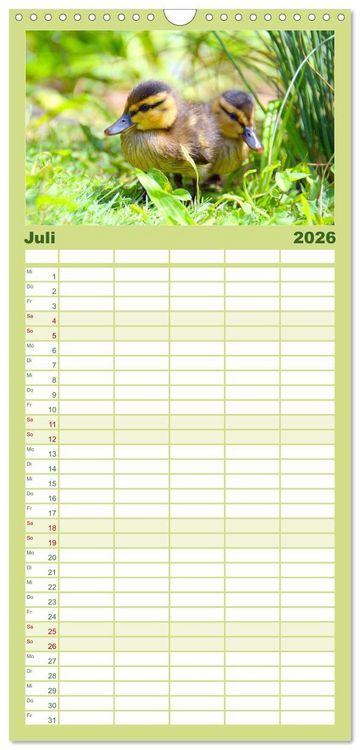 Produktbild: Familienplaner 2026 - Die lieben Kleinen ... Tierkinder einfach zum Knuddeln mit 5 Spalten (Wandkalender, 21 x 45 cm) CALVENDO