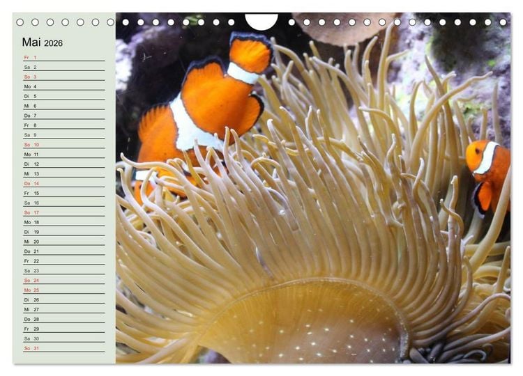 Produktbild: Die Welt der Riffe. Seesterne, Korallen, Anemonen (Wandkalender 2026 DIN A4 quer), CALVENDO Monatskalender