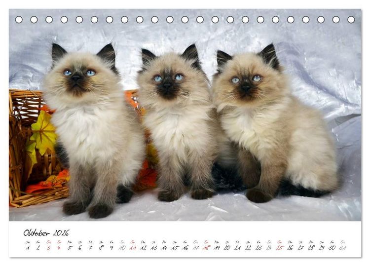 Produktbild: Katzenparade (Tischkalender 2026 DIN A5 quer), CALVENDO Monatskalender