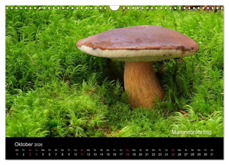Produktbild: Pilzkalender (Wandkalender 2026 DIN A3 quer), CALVENDO Monatskalender