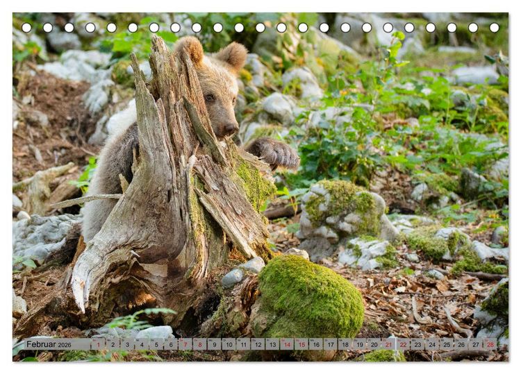 Produktbild: Krafttier B&auml;r (Tischkalender 2026 DIN A5 quer), CALVENDO Monatskalender