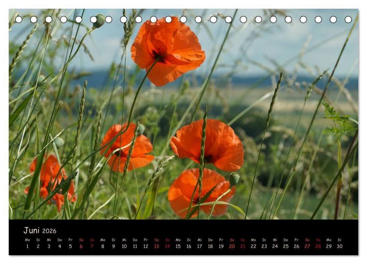 Produktbild: Just Mohn (Tischkalender 2026 DIN A5 quer), CALVENDO Monatskalender
