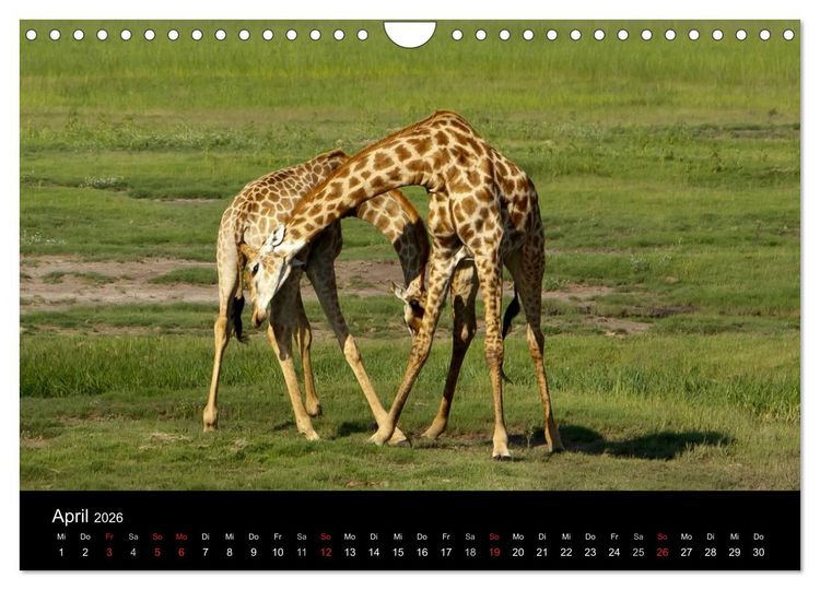 Produktbild: Giraffen &ndash; Faszination der Wildnis (Wandkalender 2026 DIN A4 quer), CALVENDO Monatskalender