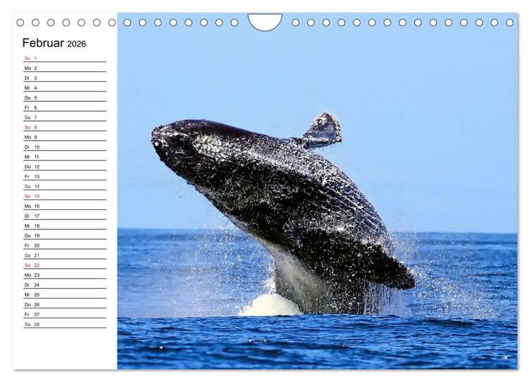 Produktbild: Wale. Kolosse der Meere (Wandkalender 2026 DIN A4 quer), CALVENDO Monatskalender