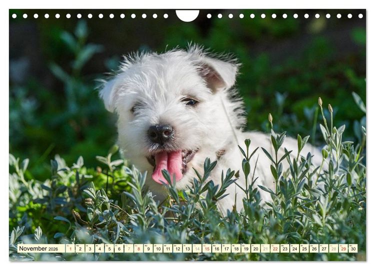 Produktbild: Kobold auf 4 Pfoten - West Highland White Terrier (Wandkalender 2026 DIN A4 quer), CALVENDO Monatskalender